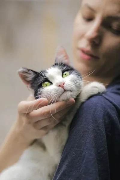Кошка Булочка