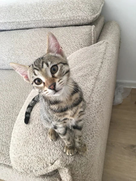 Котёнок Мишутка