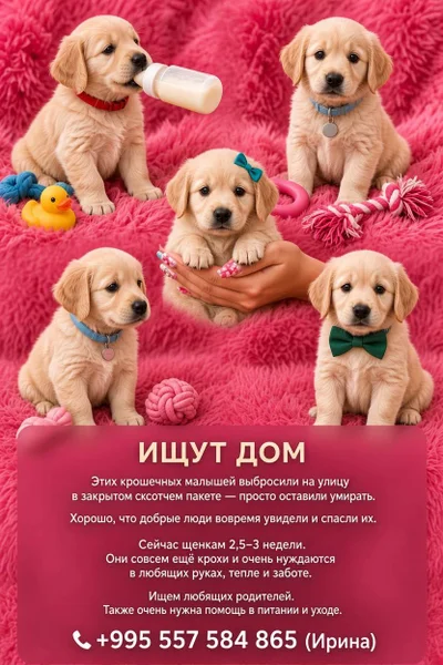 Щенки в добрые руки