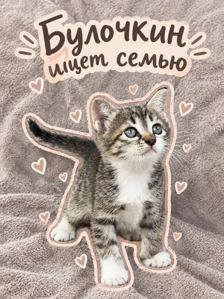 Котенок Булочкин, 2 месяца