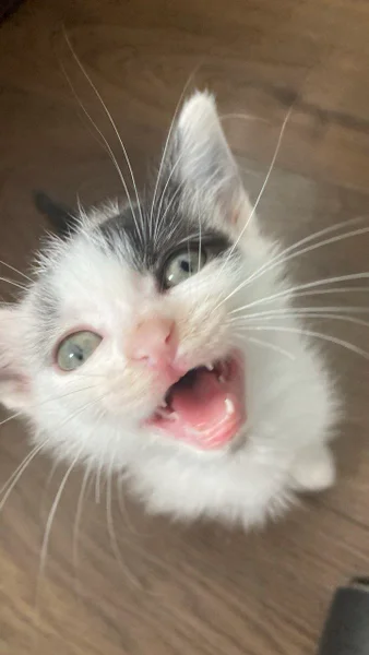 Соня - котенок ищет дом