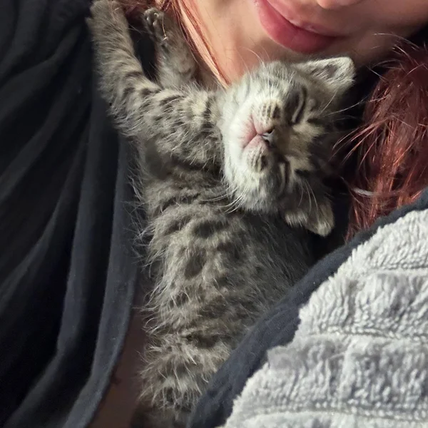 Котенок Киси