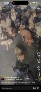 Щенок