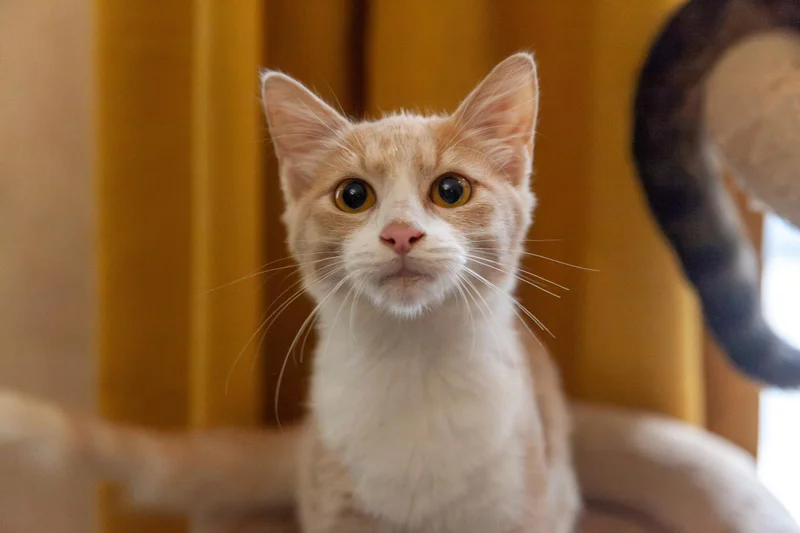 Котёнок Печенька в добрые руки