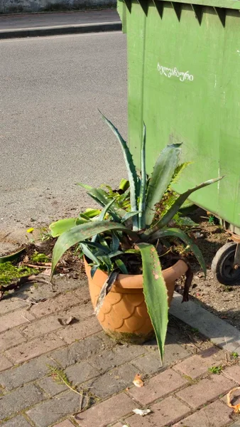 Алоэ в большом горшке
