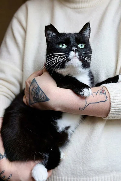 Кошка Юми