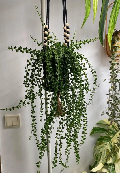 Растение Dichidia Ruscifolia с горшком
