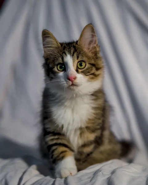 Котенок Локи