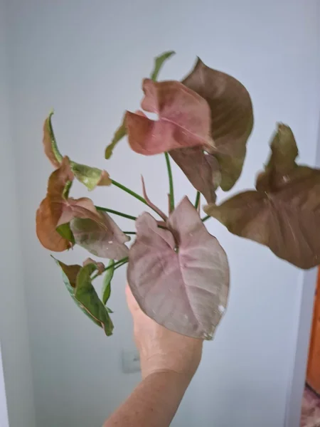 Сингониум pink
