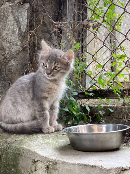 Котенок Френни в добрые руки