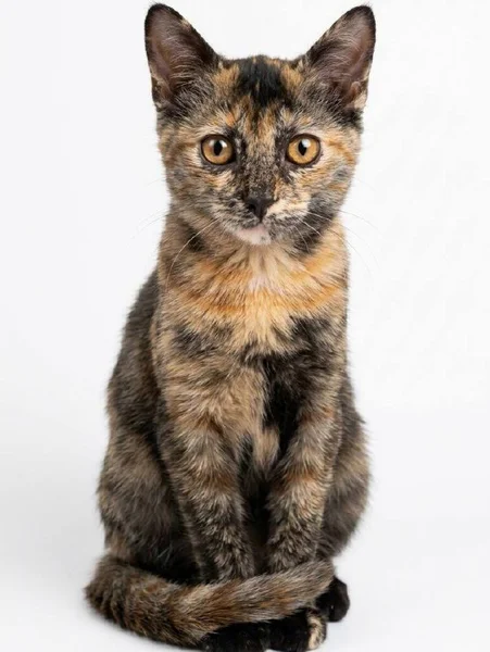 Перевозка котенка