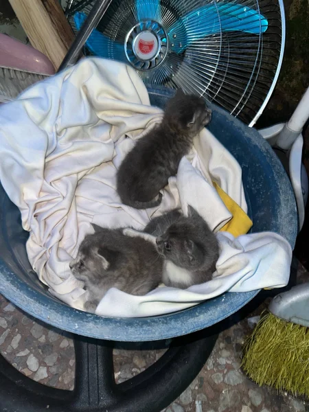 Котята