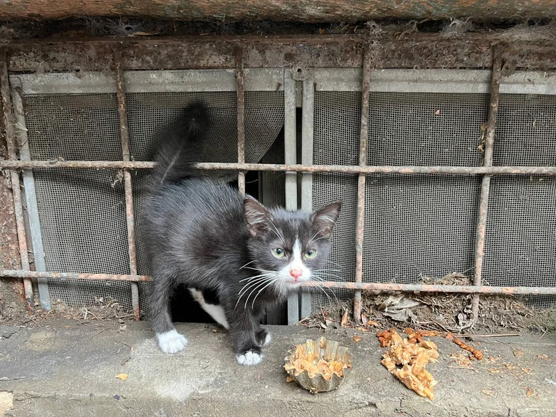 Кот в добрые руки