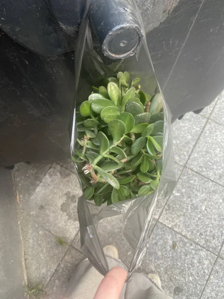 Отростки денежного дерева