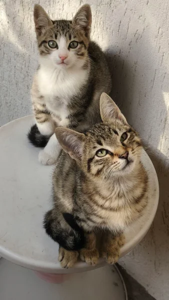 Котята