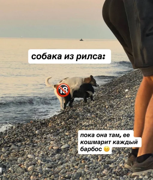 Собака в поисках дома