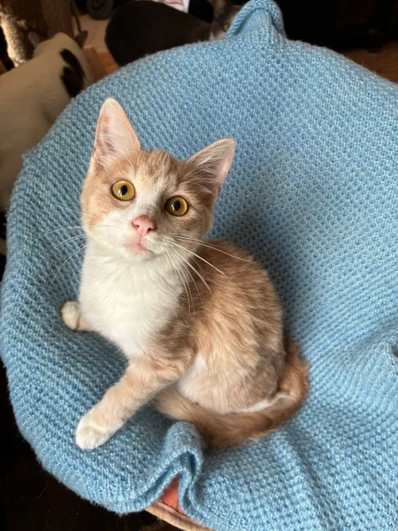 Рыжий котенок в добрые руки