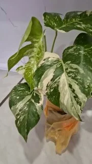 Набор суккулентов — plastic bag