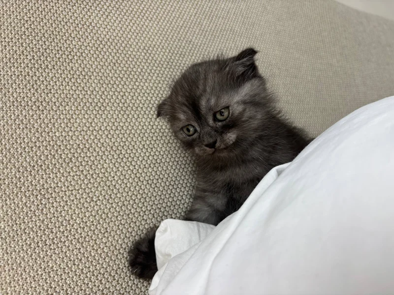 Британский котик — Persian cat