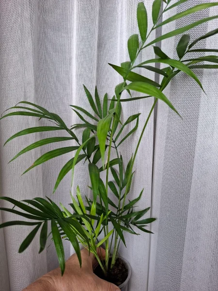 Крассула хоббит — pot
