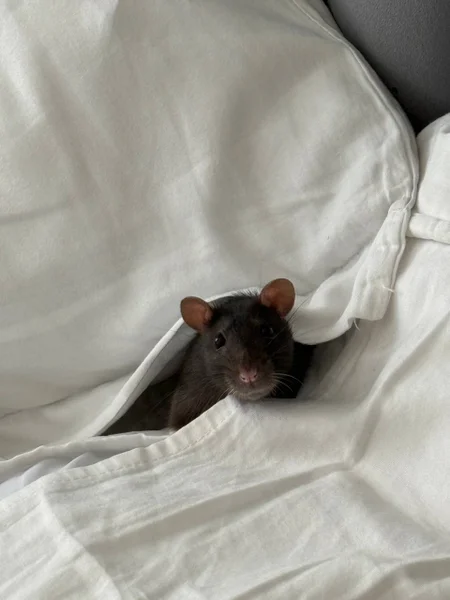 Домашняя крыса — hamster