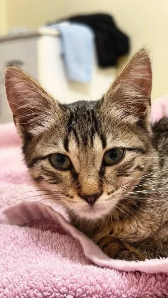 Маленькая котенок-девочка — Egyptian cat, tabby, tiger cat