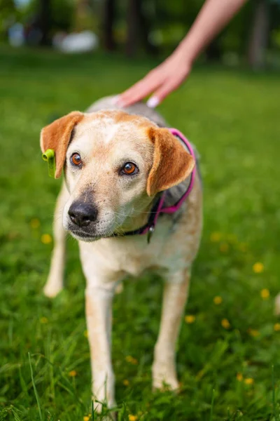 Щенок — Walker hound, Labrador retriever, Rhodesian ridgeback