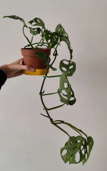 Пеперомия туполистная — knot, vase, hook