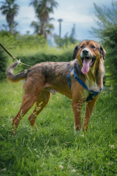 Метис овчарки и ротвейлера Бобби в добрые руки — Border terrier