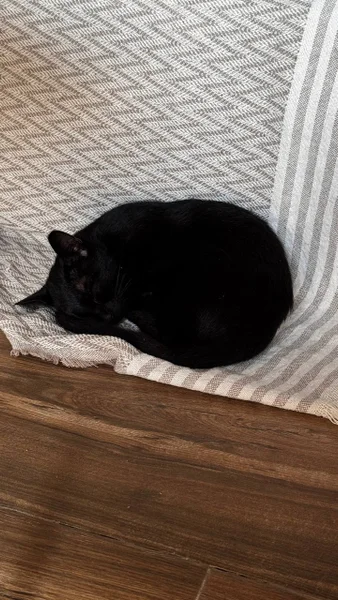Кошечка Нация в добрые руки — schipperke
