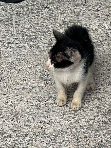 Котенок в добрые руки — tabby, Egyptian cat