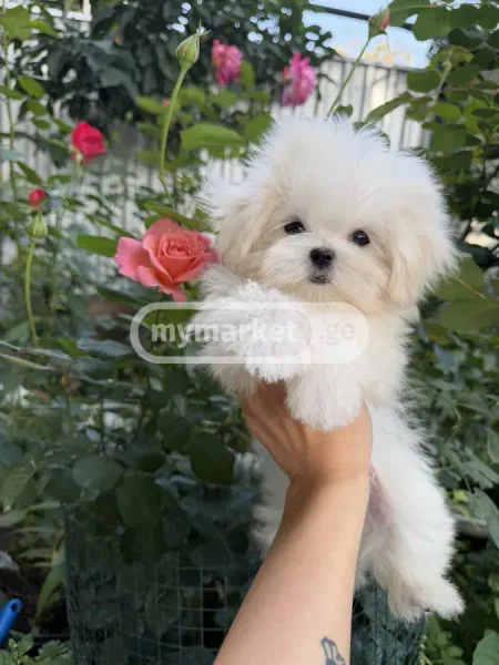 Собака (Мальтийская болонка/Лхаса) — Maltese dog, Lhasa