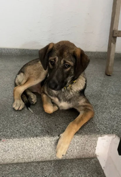 Щенок (потерялся) — Norwegian elkhound, malinois, Leonberg