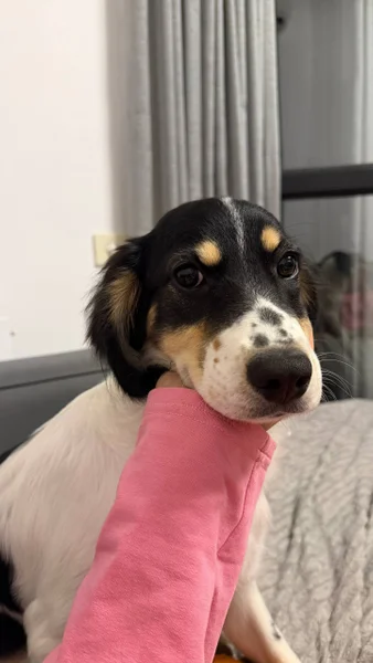 Щенок Лаки — bluetick, EntleBucher, English setter