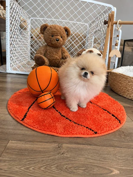 Щенки породистые (Мальтипу, Той-пудель, Шпиц, Чихуахуа) — Pomeranian