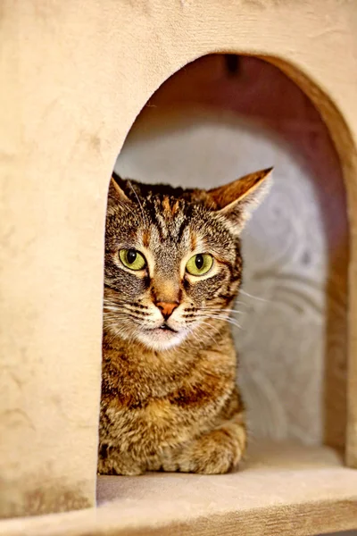 Кошка Фаня — tabby, tiger cat