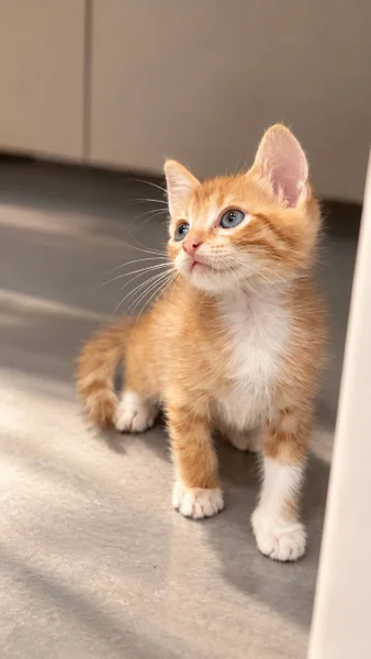 Котёнок Ирис в добрые руки — Egyptian cat, tiger cat, tabby
