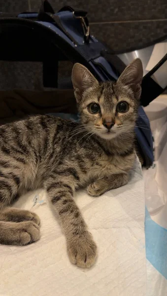 Котёнок девочка в добрые руки — Egyptian cat, tabby