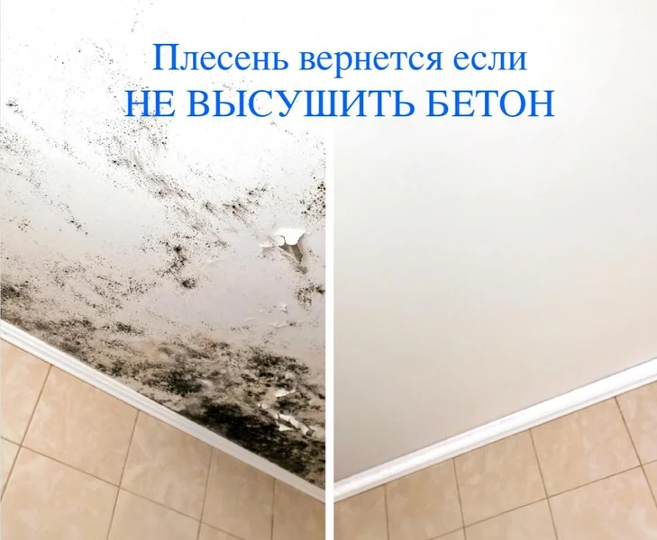 Уничтожение плесени и сырости — book jacket
