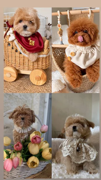 Щенки Мальтипу, Той-пудель, Померанский шпиц, Чихуахуа — Shih-Tzu, Pekinese, hamper