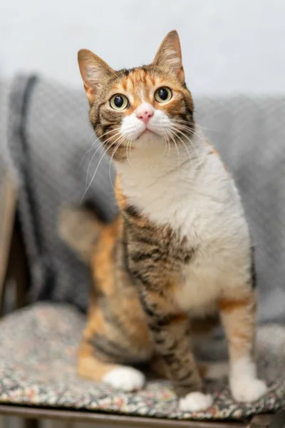 Кошка Кичи — tiger cat, Egyptian cat, tabby