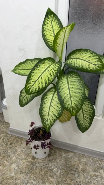Растение 1.5 м — head cabbage, cucumber