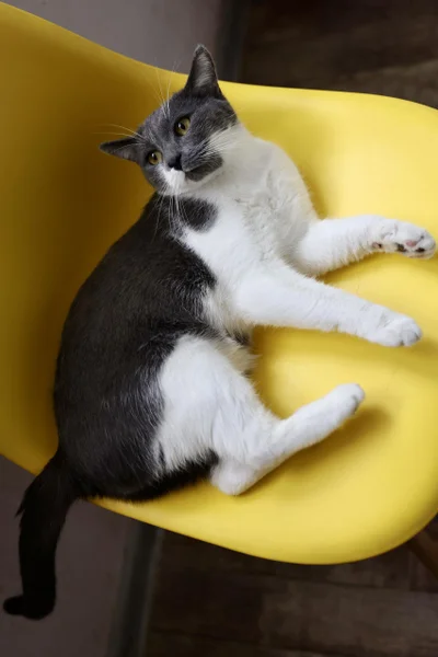 Кот Тихомир в добрые руки — Egyptian cat, toy terrier