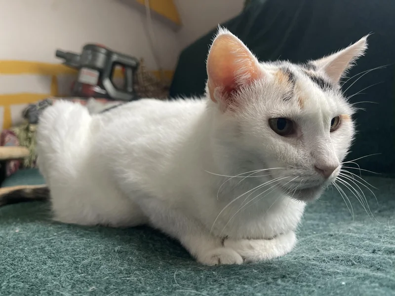 Кошки Плюшка и Айза в добрые руки — Siamese cat, Egyptian cat