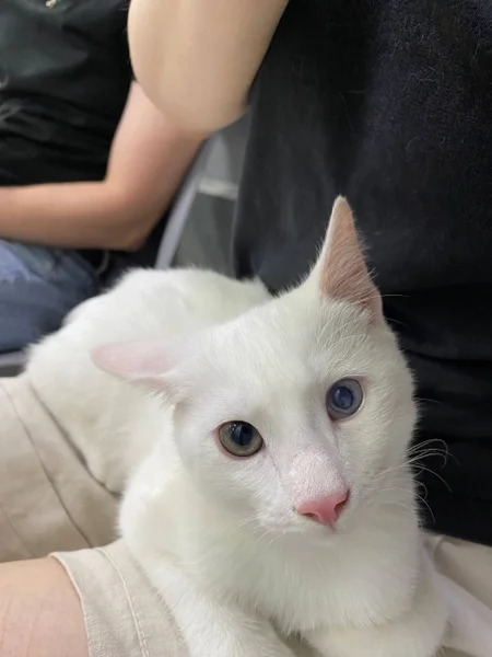 Котёнок Шмупсик
