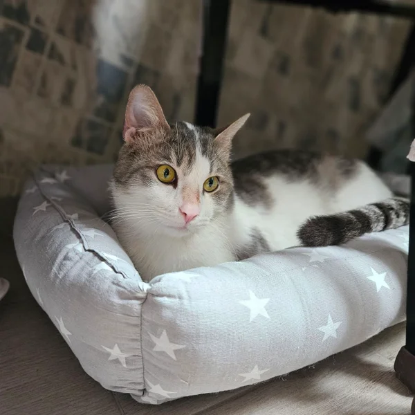 Котик Амур — tiger cat, tabby, Egyptian cat