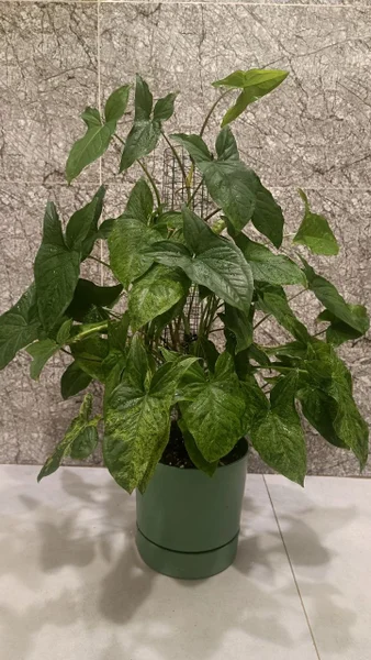 Сингониум Моттлед Мохито — pot, head cabbage, cucumber
