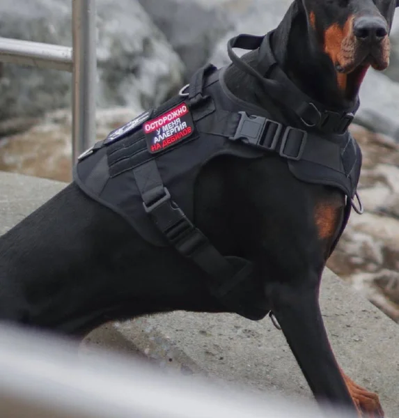 Намордник для крупных собак — bulletproof vest