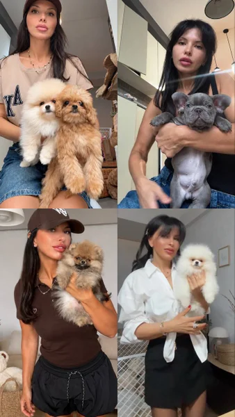 Щенки Померанского шпица — Pomeranian, Pekinese