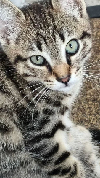 Котёнок Шпрот в добрые руки — tabby, Egyptian cat, tiger cat